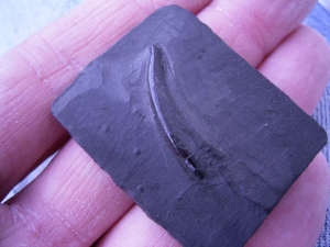 Strepsodus sauroides Zahn aus dem Karbon
