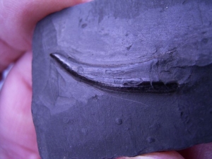 Strepsodus sauroides Zahn aus dem Karbon