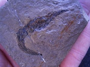 Garnele Rhodanicaris