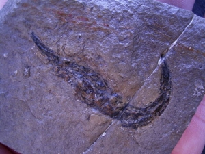 Garnele Rhodanicaris