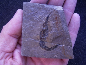 Garnele Rhodanicaris
