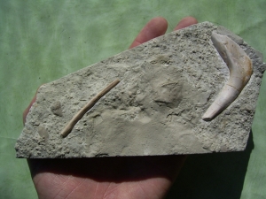 Scapula und Bauchrippe