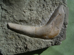 Scapula und Bauchrippe