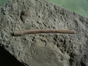 Scapula und Bauchrippe