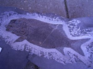Trias Fisch Heterolepidotus dorsalus