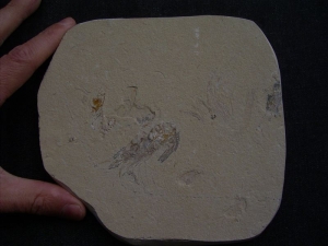 Krebs und Fisch aus dem Libanon #2