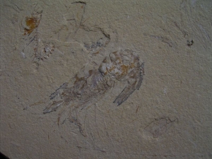 Krebs und Fisch aus dem Libanon #2