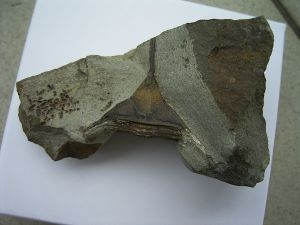 Trilobit Lonchodomas drummuckensis