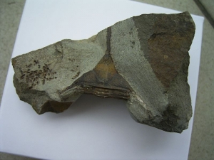 Trilobit Lonchodomas drummuckensis