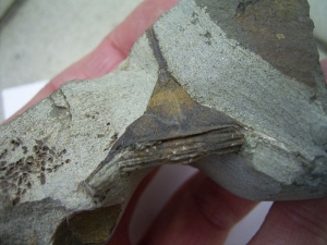 Trilobit Lonchodomas drummuckensis