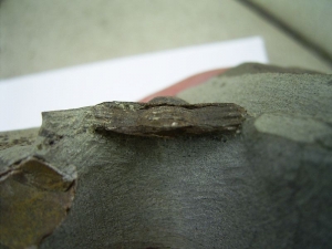 Trilobit Lonchodomas drummuckensis
