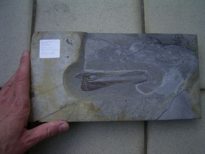 Saurorhynchus Schädel aus Holzmaden
