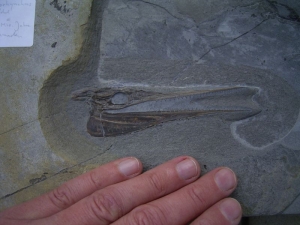 Saurorhynchus Schädel aus Holzmaden