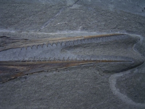 Saurorhynchus Schädel aus Holzmaden
