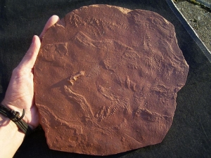 Arthropoden Fährten, Buntsandstein #2