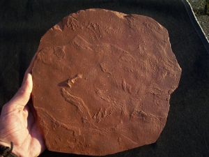 Arthropoden Fährten, Buntsandstein #2