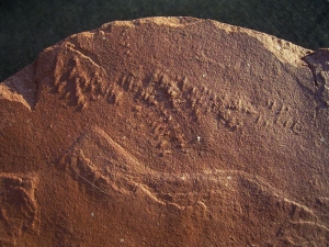 Arthropoden Fährten, Buntsandstein #2