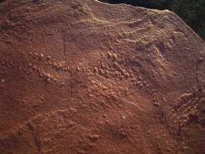Arthropoden Fährten, Buntsandstein #2