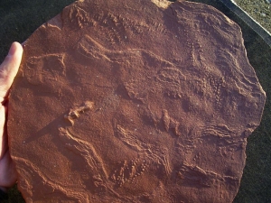 Arthropoden Fährten, Buntsandstein #2