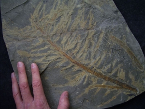 Neocalamites merianii