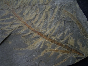 Neocalamites merianii