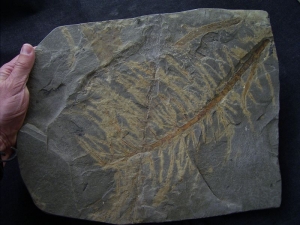 Neocalamites merianii