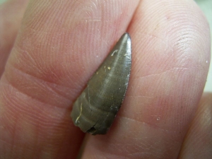 Theropod tooth from France