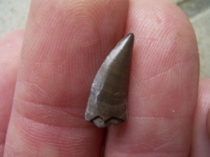 Theropod tooth from France