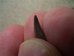 Theropod tooth from France