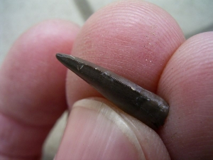 Theropod tooth from France