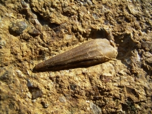 Tanystropheus tooth