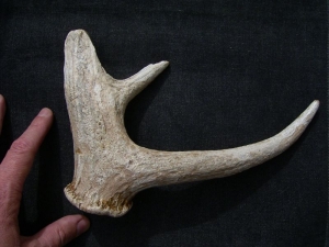 Bearbeitetes Geweih aus der Jungsteinzeit