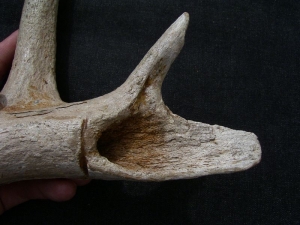 Bearbeitetes Geweih aus der Jungsteinzeit