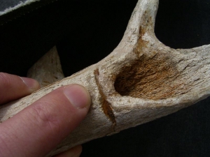 Bearbeitetes Geweih aus der Jungsteinzeit