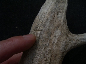 Bearbeitetes Geweih aus der Jungsteinzeit