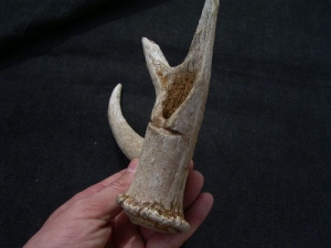 Bearbeitetes Geweih aus der Jungsteinzeit