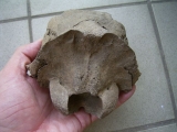 Schädelteil Cervus elaphus