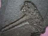 Seirocrinus subangularis