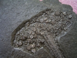 Seirocrinus subangularis