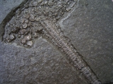 Seirocrinus subangularis