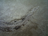 Leptolepis coyphaenoides