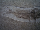 Fisch frisst Fisch # 2