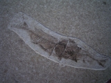 Fisch frisst Fisch # 2