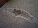 Fisch frisst Fisch # 2