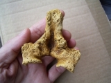 Vertebra of manatee