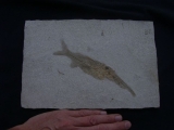 Fisch frisst Fisch # 3