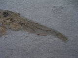 Fisch frisst Fisch # 3