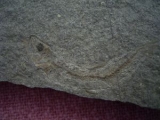 Leptolepis bronni Lias
