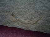 Leptolepis bronni Lias