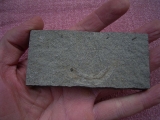 Leptolepis bronni Lias